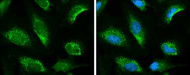 Anti-KEAP1 antibody [C1C3] used in Immunocytochemistry/ Immunofluorescence (ICC/IF). GTX106142