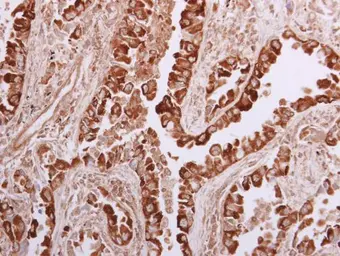 Anti-WNK1 antibody used in IHC (Paraffin sections) (IHC-P). GTX106197