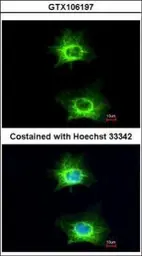 Anti-WNK1 antibody used in Immunocytochemistry/ Immunofluorescence (ICC/IF). GTX106197