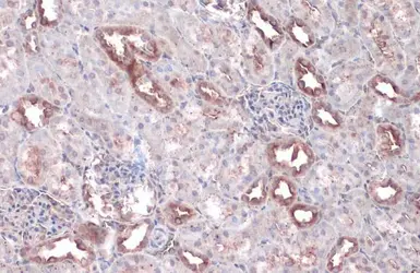 Anti-WNK1 antibody used in IHC (Paraffin sections) (IHC-P). GTX106197