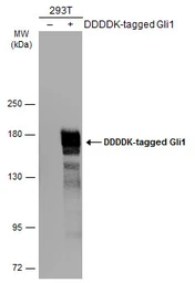 Anti-Gli1 antibody used in Western Blot (WB). GTX106207