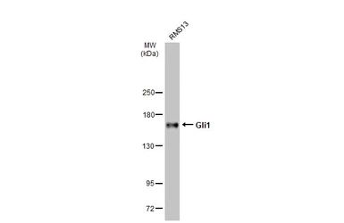 Anti-Gli1 antibody used in Western Blot (WB). GTX106207