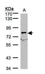 Anti-SHKBP1 antibody [N2C2], Internal used in Western Blot (WB). GTX106252