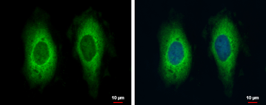 Anti-RAE1 antibody [C3], C-term used in Immunocytochemistry/ Immunofluorescence (ICC/IF). GTX106289