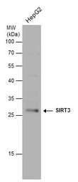 Anti-SIRT3 antibody [C3], C-term used in Western Blot (WB). GTX106292