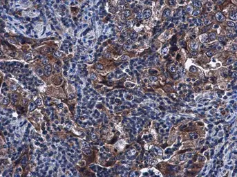 Anti-SIRT3 antibody [C3], C-term used in IHC (Paraffin sections) (IHC-P). GTX106292