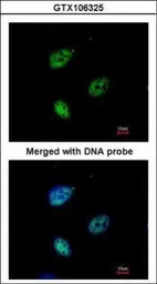 Anti-KPNA4 antibody [C3], C-term used in Immunocytochemistry/ Immunofluorescence (ICC/IF). GTX106325