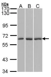 Anti-KPNA4 antibody [C3], C-term used in Western Blot (WB). GTX106325