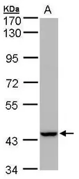 Anti-PEX13 antibody [C3], C-term used in Western Blot (WB). GTX106330