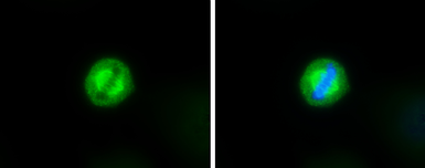 Anti-TRF1 antibody [C3], C-term used in Immunocytochemistry/ Immunofluorescence (ICC/IF). GTX106349