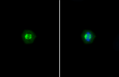 Anti-TRF1 antibody [C3], C-term used in Immunocytochemistry/ Immunofluorescence (ICC/IF). GTX106349