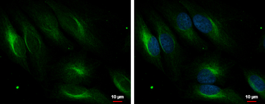 Anti-PDLIM4 antibody [C2C3], C-term used in Immunocytochemistry/ Immunofluorescence (ICC/IF). GTX106353