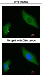 Anti-AKAP12 antibody [C3], C-term used in Immunocytochemistry/ Immunofluorescence (ICC/IF). GTX106373