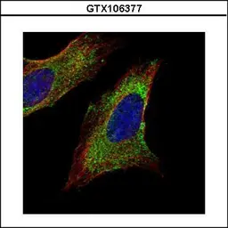 Anti-TOM1L1 antibody [C3], C-term used in Immunocytochemistry/ Immunofluorescence (ICC/IF). GTX106377