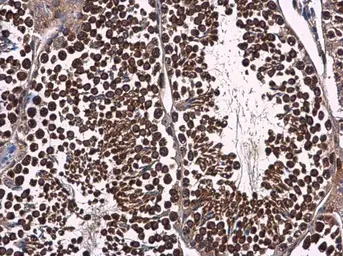 Anti-p23 antibody [N1C3] used in IHC (Paraffin sections) (IHC-P). GTX106550