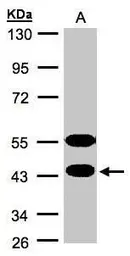 Anti-NYD-SP26 antibody [N3C3] used in Western Blot (WB). GTX106895