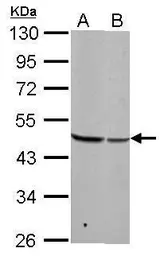 Anti-BZW2 antibody used in Western Blot (WB). GTX106985