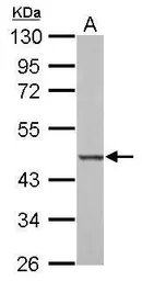 Anti-BZW2 antibody used in Western Blot (WB). GTX106985