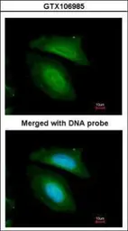 Anti-BZW2 antibody used in Immunocytochemistry/ Immunofluorescence (ICC/IF). GTX106985