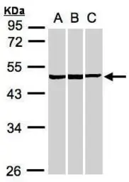 Anti-BZW2 antibody used in Western Blot (WB). GTX106985