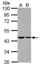 Anti-C18orf25 antibody used in Western Blot (WB). GTX107013