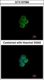 Anti-Siglec 7 antibody used in Immunocytochemistry/ Immunofluorescence (ICC/IF). GTX107080