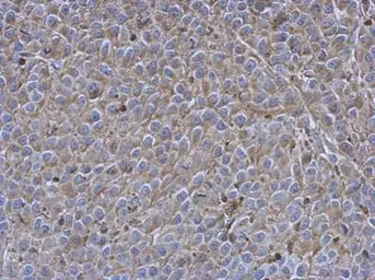 Anti-Siglec 7 antibody used in IHC (Paraffin sections) (IHC-P). GTX107080