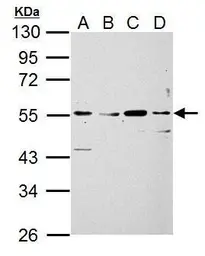 Anti-Siglec 7 antibody used in Western Blot (WB). GTX107080