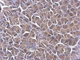 Anti-PHLP antibody used in IHC (Paraffin sections) (IHC-P). GTX107089