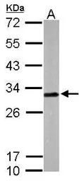 Anti-LXN antibody [N1C3] used in Western Blot (WB). GTX107116