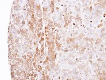 Anti-LXN antibody [N1C3] used in IHC (Paraffin sections) (IHC-P). GTX107116