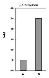 Anti-L3MBTL2 antibody used in ChIP assay (ChIP assay). GTX107234