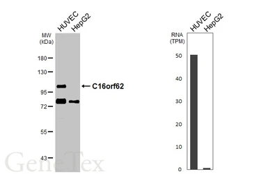 Anti-C16orf62 antibody used in Western Blot (WB). GTX107271