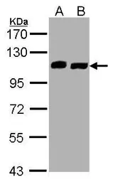 Anti-C16orf62 antibody used in Western Blot (WB). GTX107271