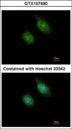 Anti-CaMKI delta antibody [N1C1] used in Immunocytochemistry/ Immunofluorescence (ICC/IF). GTX107490