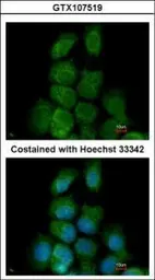 Anti-MAPK15 antibody used in Immunocytochemistry/ Immunofluorescence (ICC/IF). GTX107519