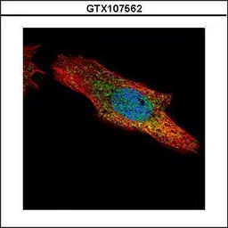 Anti-p70 S6K antibody used in Immunocytochemistry/ Immunofluorescence (ICC/IF). GTX107562