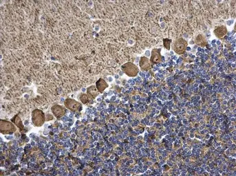 Anti-PKC gamma antibody used in IHC (Paraffin sections) (IHC-P). GTX107639