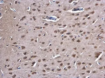 Anti-PKC gamma antibody used in IHC (Paraffin sections) (IHC-P). GTX107639