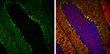 Anti-PKC gamma antibody used in IHC (Frozen sections) (IHC-Fr). GTX107639