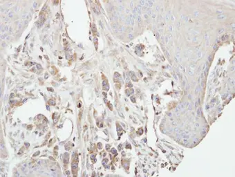 Anti-PKC gamma antibody used in IHC (Paraffin sections) (IHC-P). GTX107639