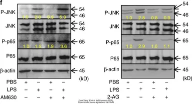 Anti-NFkB p65 antibody used in Western Blot (WB). GTX107678