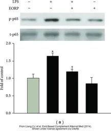 Anti-NFkB p65 antibody used in Western Blot (WB). GTX107678