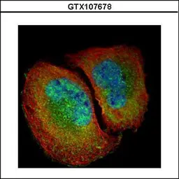 Anti-NFkB p65 antibody used in Immunocytochemistry/ Immunofluorescence (ICC/IF). GTX107678