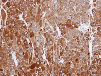 Anti-RIC8A antibody used in IHC (Paraffin sections) (IHC-P). GTX107712