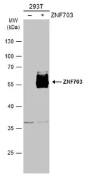 Anti-ZNF703 antibody used in Western Blot (WB). GTX107721