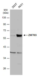 Anti-ZNF703 antibody used in Western Blot (WB). GTX107721