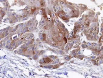 Anti-OSBPL6 antibody [C3], C-term used in IHC (Paraffin sections) (IHC-P). GTX107723