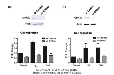 Anti-GPR30 antibody [C2C3], C-term used in Western Blot (WB). GTX107748