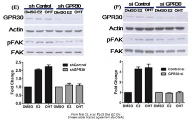 Anti-GPR30 antibody [C2C3], C-term used in Western Blot (WB). GTX107748